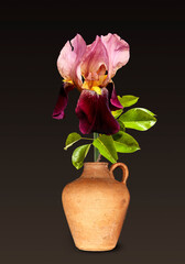 Iris flowers close-up in a vase with dark surroundings