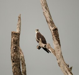 Majestic Osprey to Brighetn up a Dreary Day