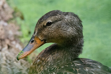 Closeup profile of a female mallard duck.