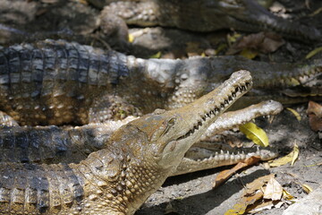 Crocodiles eating in a river