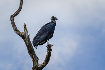 Vulture Peak, Ituaçu City, State of Bahia, Brazil