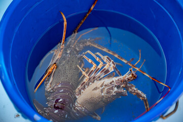 Catch of the day , fresh fish for sale on daily fisherman's market in small old port in Cassis,...