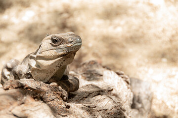 iguana climbing up a wooden log