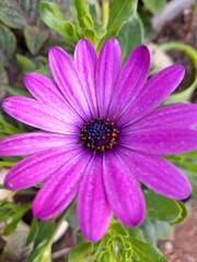 Obraz premium pink cosmos flower