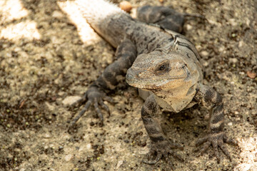 overhead shot of an iguana in its habitat walking on land