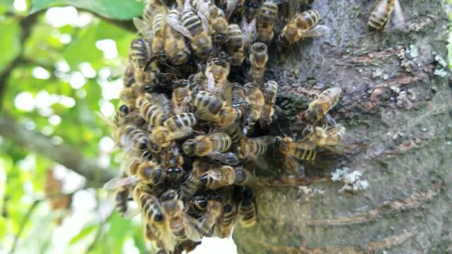 A swarm of bees on a tree branch