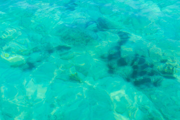 Sea urchins live in dangerous waters for tourists and divers.