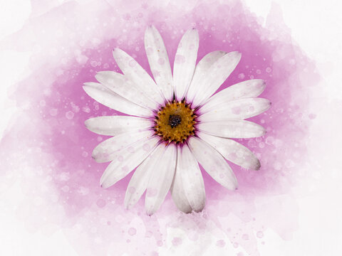 Pink african daisy floral botanical flower. Watercolor background set. Isolated aster illustration element.