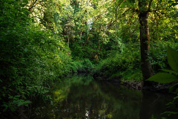 Forest/River