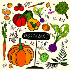 vegetable set. colored vegetables. Harvesting