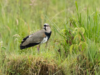 A Southern Lapwing in Ecuador
