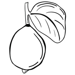 Black doodle of a lemon. Hand-drawn citrus illustration.
