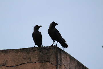 Two crows sitting on the wall in the early morning. Two crows facing each other and sitting