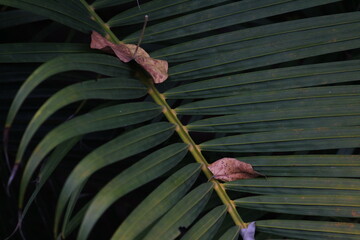closeup shot of try palm leaves or leafs in the summer on the evening