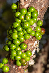 Branch of a jabuticabeira with still unripe fruits and some flowers, seen through a macro lens, selective focus.