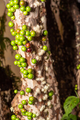 Branch of a jabuticabeira with still unripe fruits and some flowers, seen through a macro lens, selective focus.