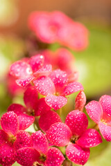 mini pink flower with dew droplets seen through a macro lens, selective focus.