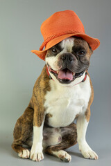 funny Boston terrier in orange hat on gray  background
