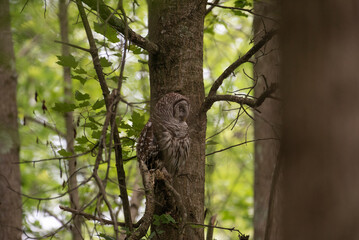 Fototapeta premium Barred Owl