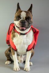 Funny Boston terrier with a backpack ready to travel