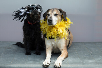 funny big yellow and small black dog in carnival venetian masks e boa