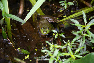 Green Frog