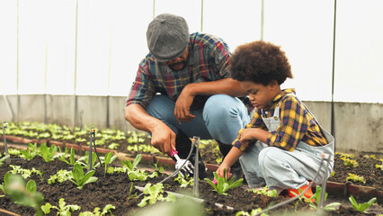 Father teach her son to grow organic fresh hydroponic vegetable in a greenhouse garden, Little boy...