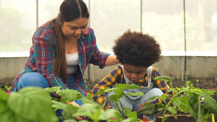 Happy family farmer work together and teach her son to grow organic fresh hydroponic vegetable in a greenhouse garden, Little boy helps his family in a hydroponics vegetable farm, Family lifestyle.
