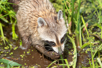 Northern Raccoon