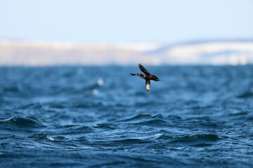 Harlequin duck (Histrionicus histrionicus) in Hokkaido, Japan