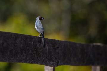 Gray bird: Black-faced tanager (Schistochlamys melanopis) on a wood fence.