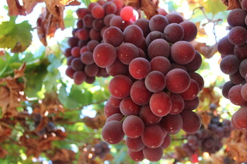 red grapes in vineyard
