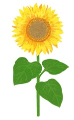主線なしの向日葵の花のイラスト