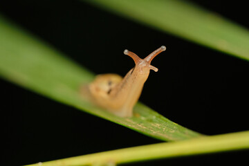 Prism Slugs macro photo on green leaf with black background