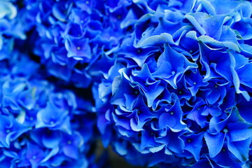 6月に箱根で咲く紫陽花