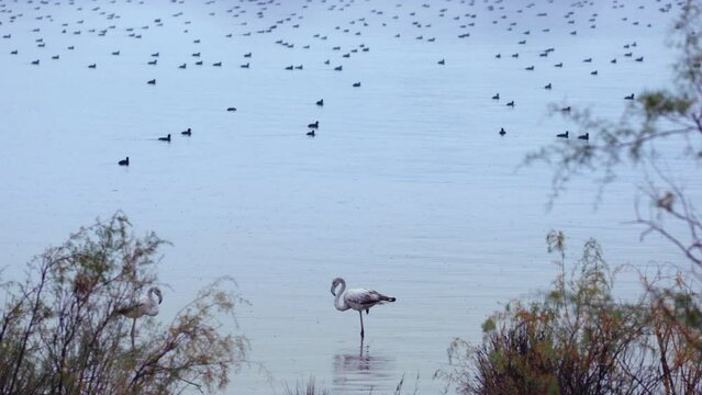 A couple of white flamingos are meeting in rain in Bafa Lake conservation area, Turkey.