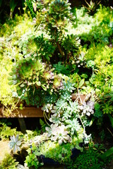 Fototapeta na wymiar 植物園で咲く植物