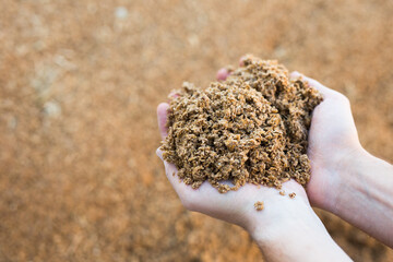 Male hands holding handful of beer bagasse on background of large pile. Organic waste used as...