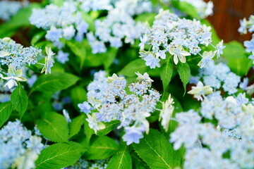 6月の箱根に咲くカラフルなあじさい