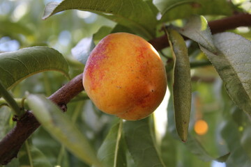 apricots on the tree