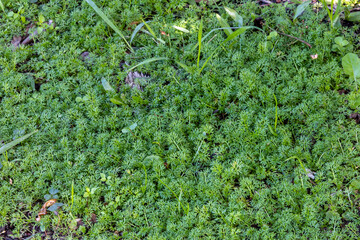 Green lawn with Soliva sessilis grass. Solid green meadow on the ground. Sunny day in the tropics. Brazilian city park. Small green spaces on the lawn. Ideally even lawn macro photography. - obrazy, fototapety, plakaty