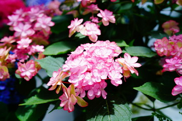 6月の箱根に咲くカラフルなあじさい