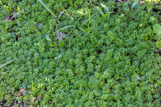 Green lawn with Soliva sessilis grass. Solid green meadow on the ground. Sunny day in the tropics. Brazilian city park. Small green spaces on the lawn. Ideally even lawn macro photography.