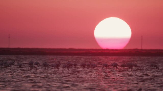 A group of flamingos are feeding at sunset in Gediz Delta, İzmir, Turkey