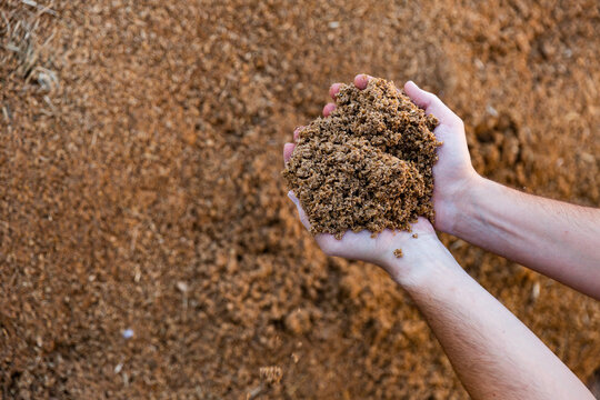 Closeup of handful of beer bagasse in male hands. Natural cattle feed from organic industrial waste..