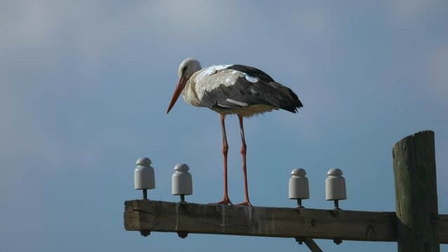 A white stork is standing on a power pole in Kayseri, Turkey.