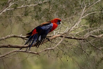 rosella bird on a branches in the wild, ready to fly