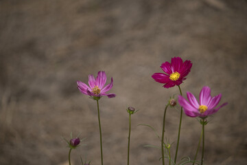 Fototapeta premium Cosmos bipinnatus flowers in the field