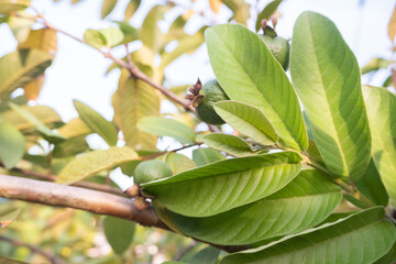 selective focus on guava leaf shoots which are useful as traditional herbal medicines to treat diarrhea, lower cholesterol and to relieve coughs and colds