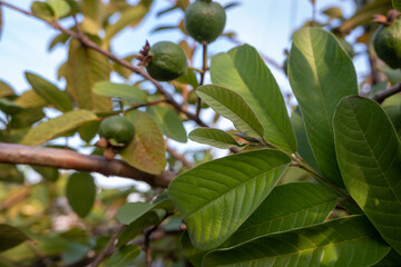 selective focus on guava leaf shoots which are useful as traditional herbal medicines to treat diarrhea, lower cholesterol and to relieve coughs and colds